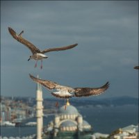 Стамбул :: Ирина Лепнёва
