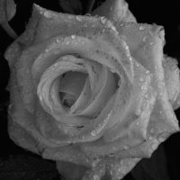 Белая роза, эмблема печали... :: Михаил *******