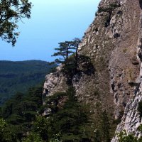 На склонах Ай-Петри :: Татьяна Ларионова