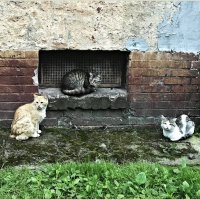Дворовые коты. :: Валерия Комова