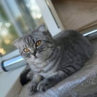 Вислоухая британская сестрица нашего кота. :: Мила Бовкун