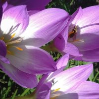 Жучки на цветах :: Фотогруппа Весна