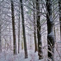 снежный лес :: юрий иванов 