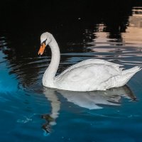 Лебедь в Царицыно :: Viktoria Intrada