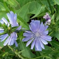 Синенький скромный цветочек :: Galina Solovova