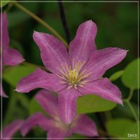 Клематиса цветок :: muh5257 