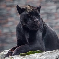 Черный ягуар ( пантера ) :: Владимир Габов