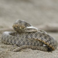 Водяно́й уж[1] (лат. Natrix tessellata) — вид настоящих ужей, неядовитых змей из семейства ужеобразн :: Сергей Дружаев