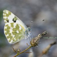 Летние зарисовки :: Юлия ♥♥♥