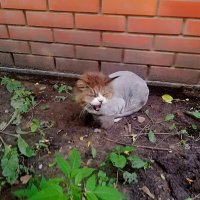 Соседский кот Сеня. :: Михаил Столяров