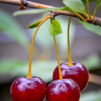 Созрели вишни в саду у дяди Вани... :: юрий Амосов