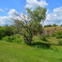 Шахты. Старая ива в балке Каменной. :: Пётр Чернега