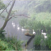Лебеди в тумане. :: Валерия Комова