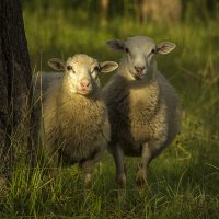 Любопытные овечки :: оксана 