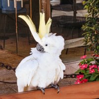 Белый попугай :: Alla Shapochnik