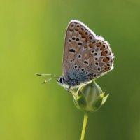 Бабочка :: Наталья Бугримова