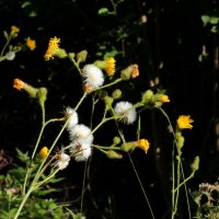 Цветы и семена :: Heinz Thorns
