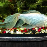 Рыбка в аквариуме :: Валентин Семчишин