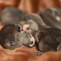Little sleeping ferrets :: Tatiana Kochergina