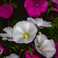 Цветы в саду :: Александр Гладких