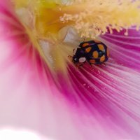 Ladybug :: Natalia K.