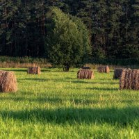 Пора сенокоса. :: Анатолий. Chesnavik.