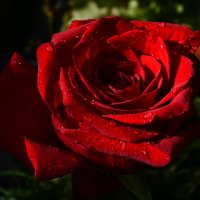 red  rose :: Галина R...