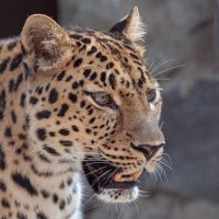 Долневостчный леопард :: Владимир Габов