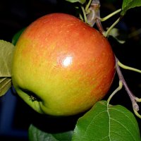 Кто яблоко в день съедает,тот у врача не бывает! :: A. SMIRNOV