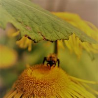 пчела на цветке девясила :: maikl falkon 