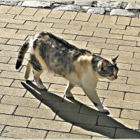 Важный зеленоградский кот. :: Валерия Комова