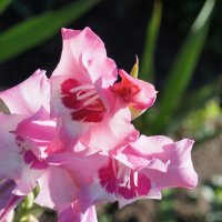 Цветок гладиолуса.(1) :: сергей 