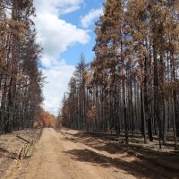 Через три недели после лесного пожара :: Gen Vel