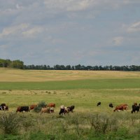 На пастбище :: Надежда Куркина