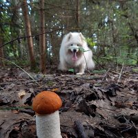 Лучшая по поиску грибов :: Юрий Пучков