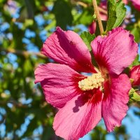 Розовый цветок гибискуса :: Алексей Р.