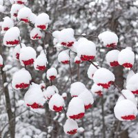 снегопад :: Евгений Тарасов 