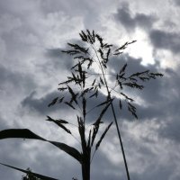 Трава и облака :: Heinz Thorns