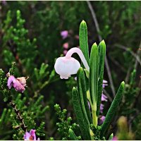 Прелестный цветок подбела болотного. :: Валерия Комова