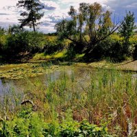 У нас цветут даже болотца. Я очень шумно подошла и спугнула уток. Ну что за кулёма! :: Восковых Анна Васильевна 