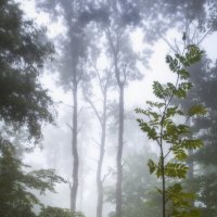 Лес в облаках :: Вячеслав Ложкин
