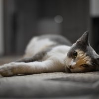 Кошка на отдыхе :: Александр Довгий
