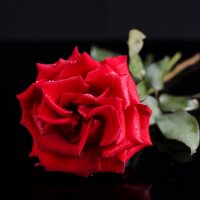 Красная роза :: Irene Irene
