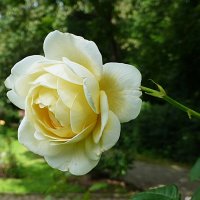 Белой розы красота чарует дивной чистотой :: Лидия Бусурина