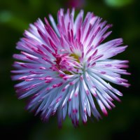 bloom :: Zinovi Seniak