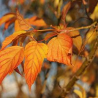 Осенний лист кленовый. :: сергей 