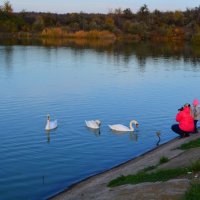 Шахты. Лебеди на Грушевском водохранилище осенью. :: Пётр Чернега