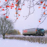 Яблоки на снегу.. :: liudmila drake