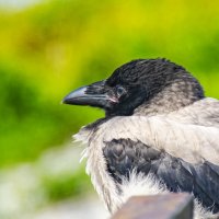 птенец вороны :: petyxov петухов