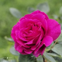 Прекрасная роза :: Дмитрий 